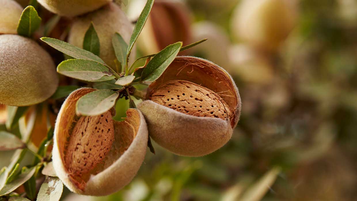 California Almonds Lifecycle I Ideal Mediterranean Climate