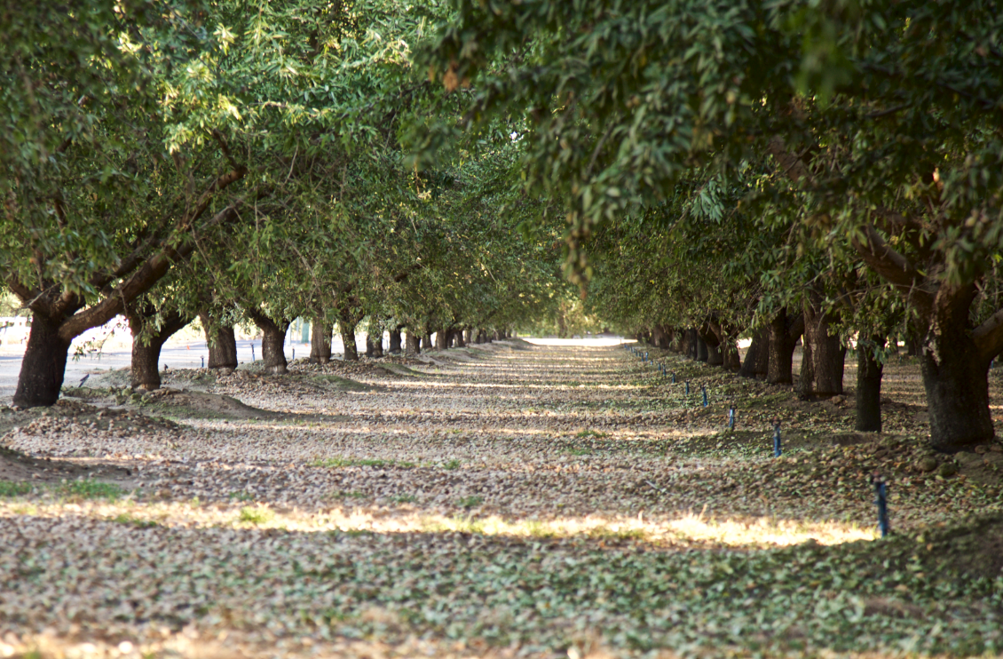 almond orchard